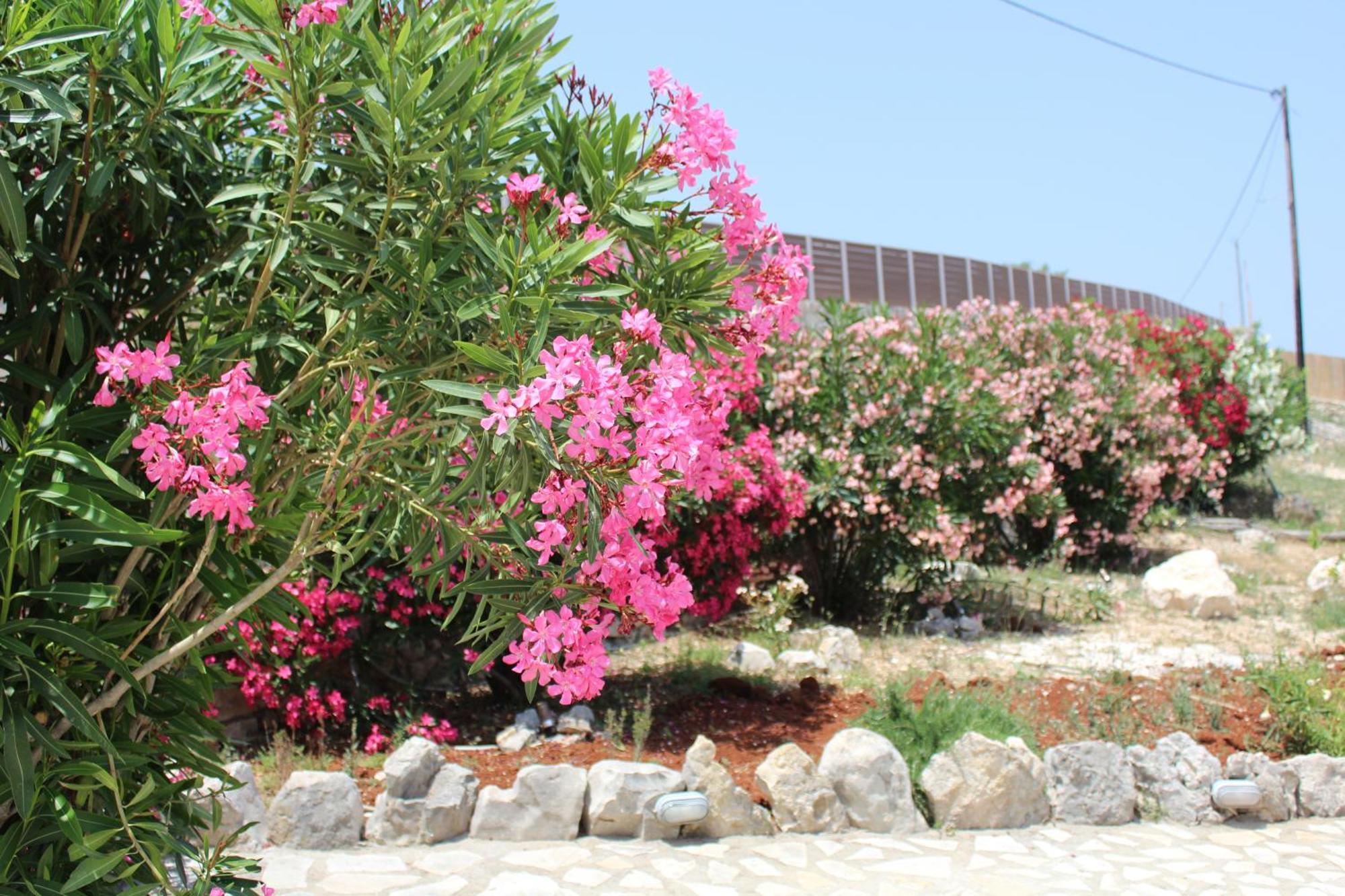 Il Sogno Di Zante Villa *